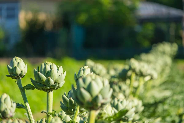 Sahadaki Küre Enginarlarına Yakın Çekim Seçili Odak — Stok fotoğraf