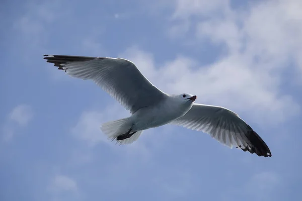 Die Mittelmeermöwe Fliegt Blauem Himmel — Stockfoto