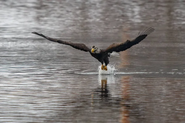 Águila Calva Haliaeetus Leucocephalus Volando Sobre Río Támesis Norwich Connecticut —  Fotos de Stock