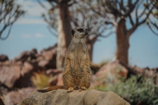 Small Brown Meerkat Rock — Stock Photo, Image