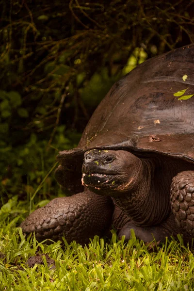 Close Shot Galapagos Giant Tortoise Sitting Grass Its Natural Habitat — Stock Photo, Image