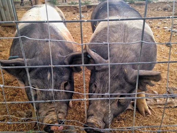 Gros Plan Deux Cochons Derrière Grille — Photo