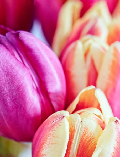 Closeup Shot Red Pink Blooming Tulips Vertical Background — Stock Photo, Image