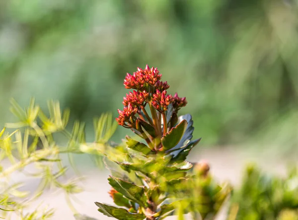 Kalanchoe Királynő Virágbimbók Növény Kertben — Stock Fotó