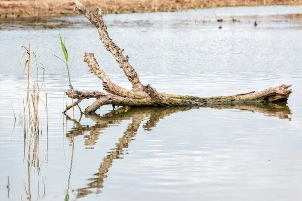 Ramo Seco Árvore Flutuando Lago — Fotografia de Stock
