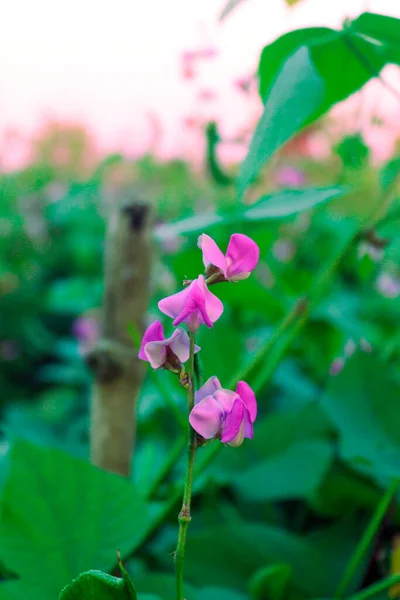 Krásná Fazolová Květina Zahradě — Stock fotografie