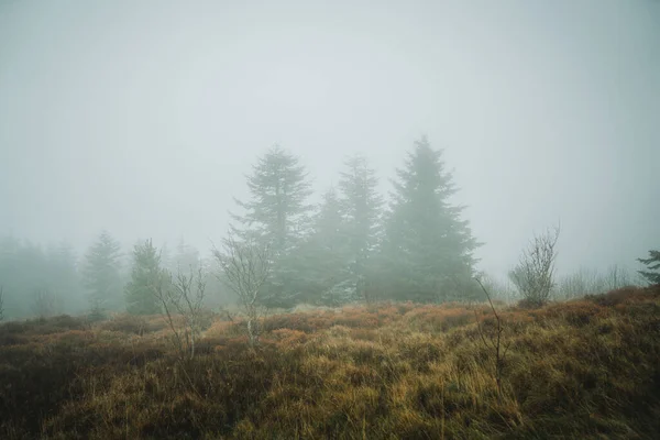 Туманний Пейзаж Деревами Лісі — стокове фото