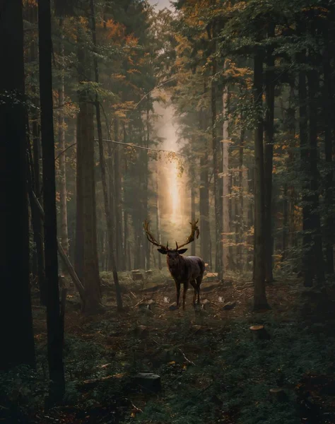 Vertical Shot Deer Forest Sunset — Stock Photo, Image