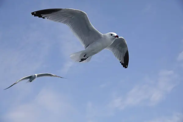 Средиземноморские Чайки Летают Голубом Небе — стоковое фото