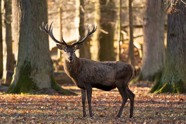 Ein Wunderschöner Berberhirsch Oder Atlashirsch Steht Einem Sonnigen Wald Und — Stockfoto