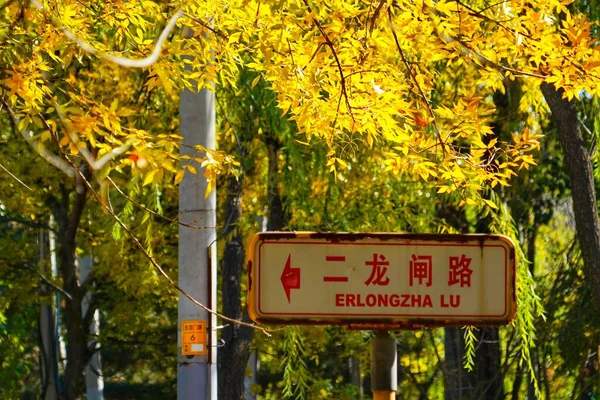 Яскравий Осінній Краєвид Пекіні Дорожнім Знаком Показує Напрямок Під Жовтим — стокове фото