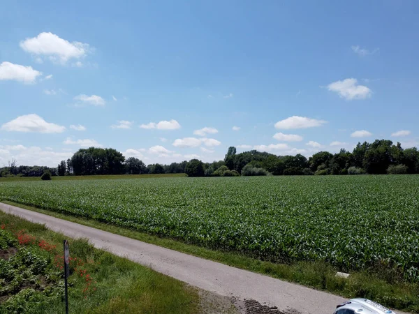 Cielo Azul Sobre Verde Campo Agrícola Verano —  Fotos de Stock