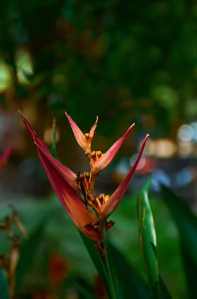 Close Shot Heliconia Psittacorum Flower Garden Blurred Background — Stock Photo, Image