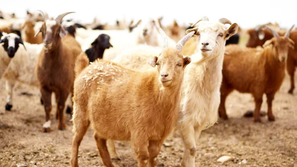 Una Manada Cabras Mirando Hacia Otro Lado Granja —  Fotos de Stock