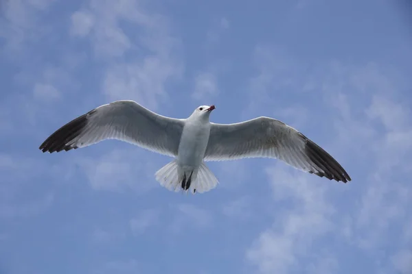 青い空の下を飛んでいる地中海のカモメの接近ショット — ストック写真