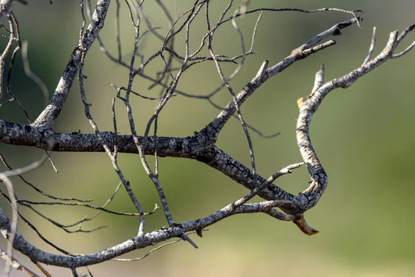 Primo Piano Albero Secco Rami Con Sfondo Sfocato — Foto Stock