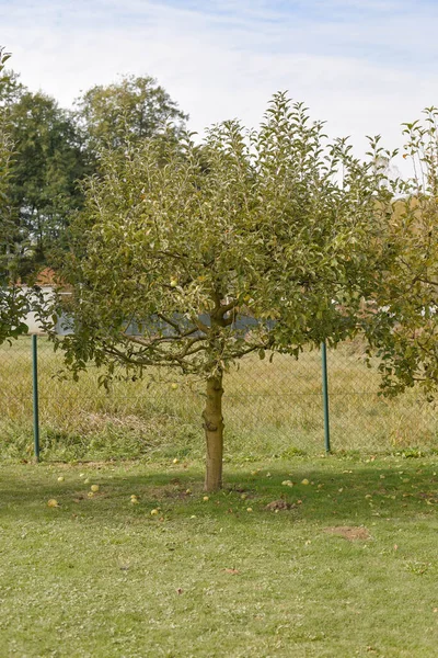 庭の地面に落ちたリンゴに囲まれた緑のリンゴの木の垂直 — ストック写真