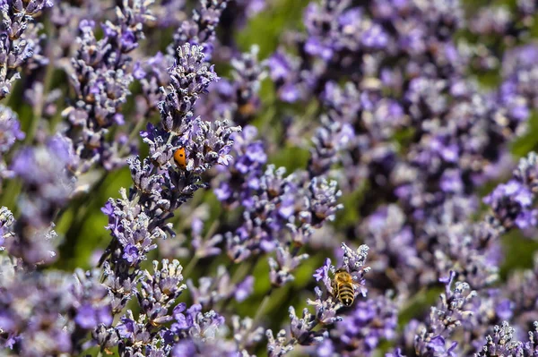 Крупним Планом Лаванду Бджолою Леді Жук — стокове фото