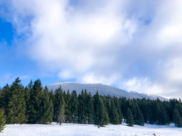 Uma Vista Panorâmica Uma Floresta Coberta Neve Com Abetos Exuberantes — Fotografia de Stock