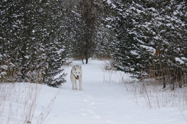 Cute Laika Walking Snowy Park — Stock Photo, Image
