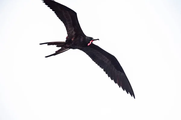 空を飛ぶ美しい大フリゲート鳥 — ストック写真