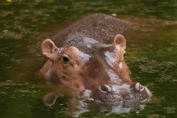 Zbliżenie Ujęcia Hipopotama Jeziorze Korat Zoo Tajlandii — Zdjęcie stockowe