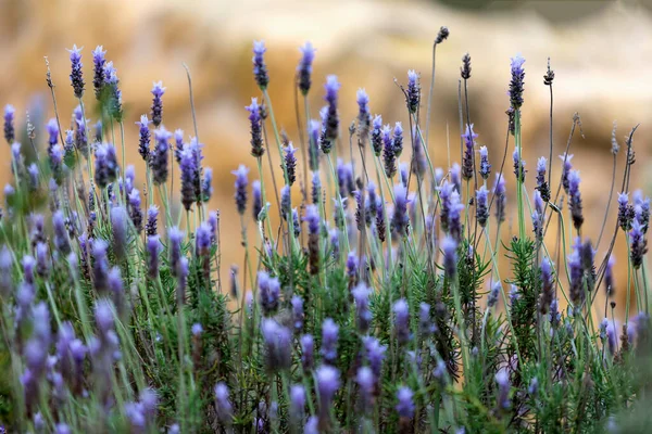 Foco Seletivo Flores Lavanda Florescendo Campo — Fotografia de Stock