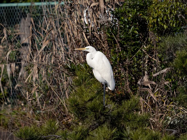 日本横滨附近一个公园的灌木丛中 一只白色的大白鹭的特写镜头 — 图库照片