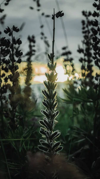 Enfoque Selectivo Vertical Plantas Romero Con Cielo Atardecer Fondo — Foto de Stock