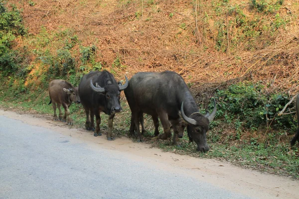 Grupo Búfalos Vagando Por Carretera Vietnam — Foto de Stock