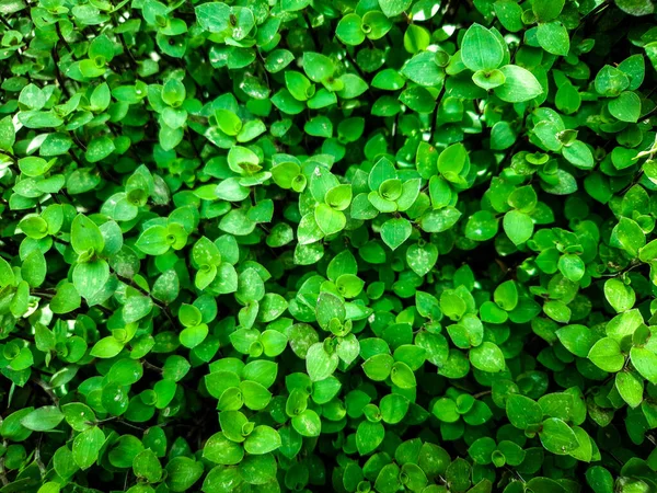 Folhas Verdes Plantas Perfeitas Para Fundo — Fotografia de Stock