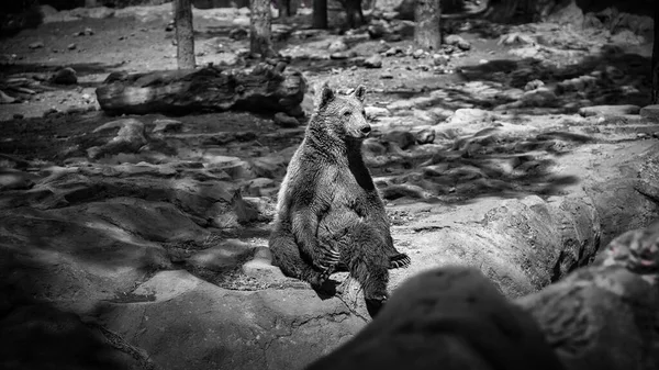 Greyscale View Big Bear Sitting Rock Bearizona Wild Life Park — Stock Photo, Image