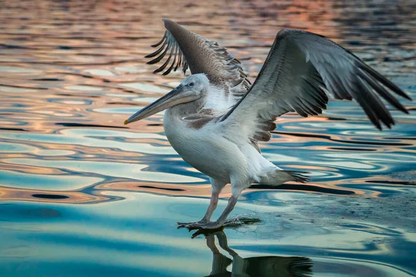 Vacker Bild Flygande Vit Pelikan Som Landar Det Lugna Vattnet — Stockfoto