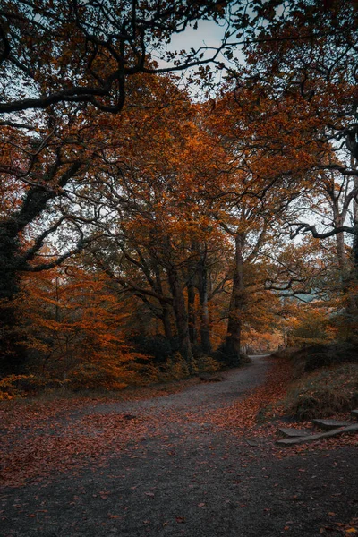 Retrato Cênico Árvores Folhagem Campo Durante Outono — Fotografia de Stock