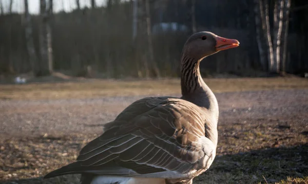 太陽を見て鳥肌が立つ — ストック写真