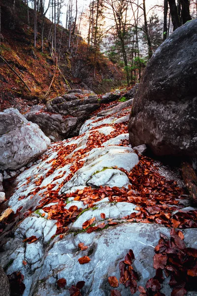Egy Függőleges Lövés Őszi Levelekről Minden Sziklán Egy Erdőben — Stock Fotó