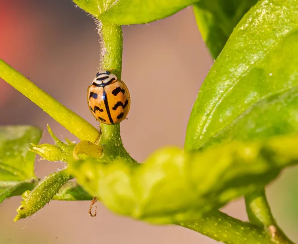Lady Bug Descansando Uma Planta — Fotografia de Stock