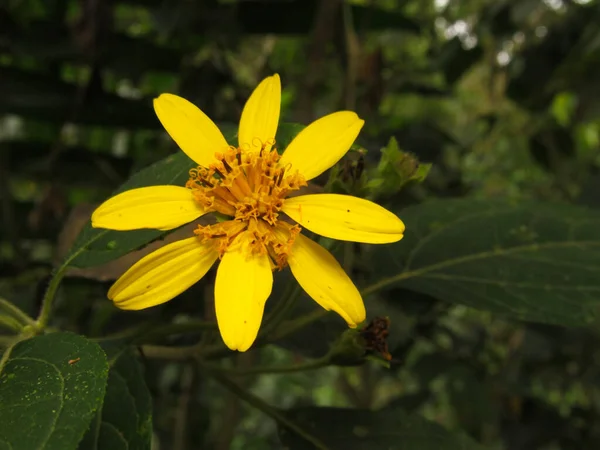 Een Shot Van Genus Gele Bloemplant Uit Asteraceae Familie — Stockfoto