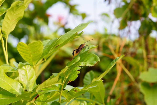 A closeup shot of a squash bug standing on a green leaf