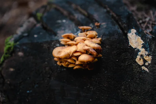 Closeup Shot Mushroom Growing Forest — Stock Photo, Image