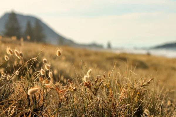 金兔的尾草生长在海岸上 背景模糊 — 图库照片