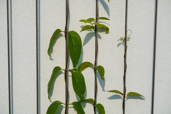 Крупним Планом Знімок Зеленої Молодої Рослини Повзає Білій Стіні — стокове фото