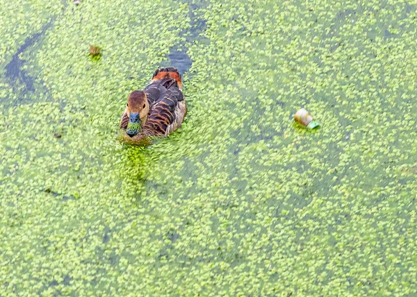 Mała Kaczka Gwiżdżąca Jeziorze Zieloną Wodą — Zdjęcie stockowe