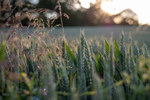 Selective Grain Field Sunset — Stock Photo, Image