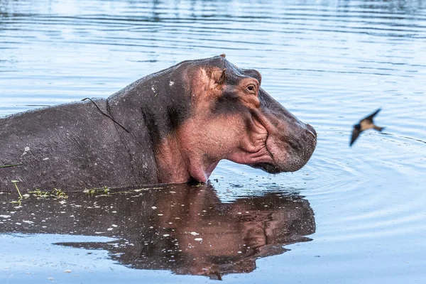Tiro Close Hipopótamo Nadando Lago Com Pequeno Pássaro Voando Perto — Fotografia de Stock