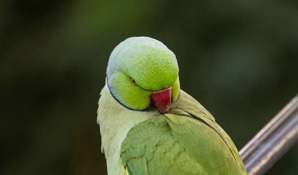 Closeup Shot Green Newton Parakeet Blurry Background — Stock Photo, Image