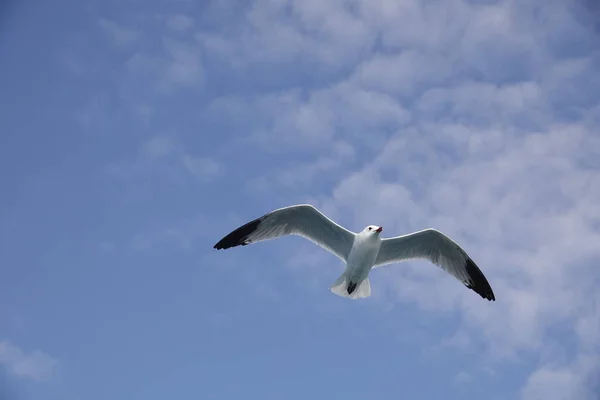 Mediterranean Gull Flying Blue Sky — Stock Photo, Image