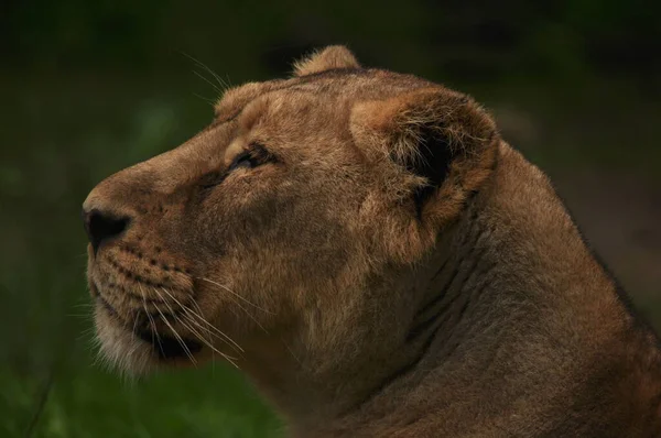 Eine Nahaufnahme Eines Löwenkopfes Auf Verschwommenem Hintergrund Rotterdam Zoo Diergaarde — Stockfoto