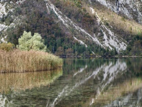 Přirozený Pohled Jezero Bohinj Slovinsku Odrazem Stromů Hor Povrchu — Stock fotografie