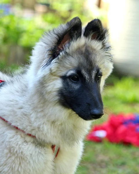 Closeup Portrait Cute Brown Belgian Shepherd Puppy Black Snout — Stock Photo, Image